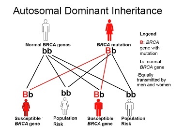 Autosomal Dominant Inheritance