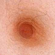 Normal Nipples