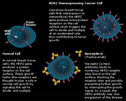 Her-2 Status