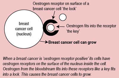 Hormone Receptor Status